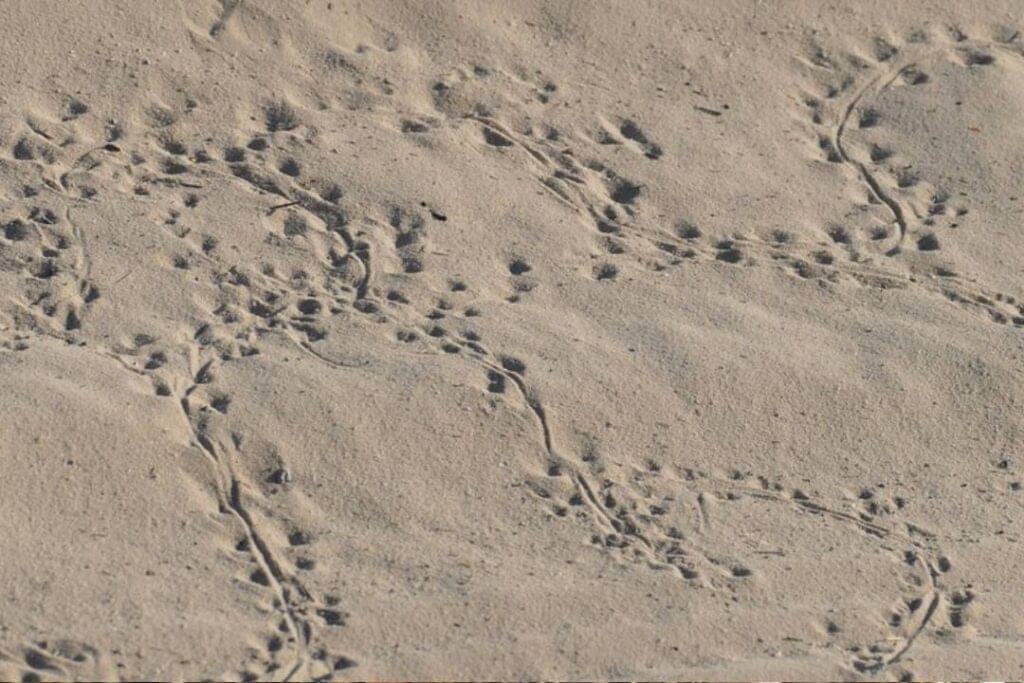 Muizen loopsporen