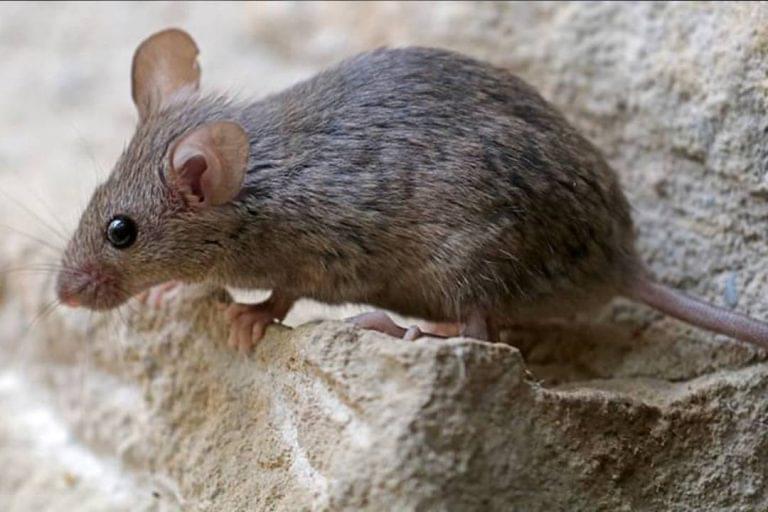 Wat is het verschil tussen muizen en ratten? Pestor