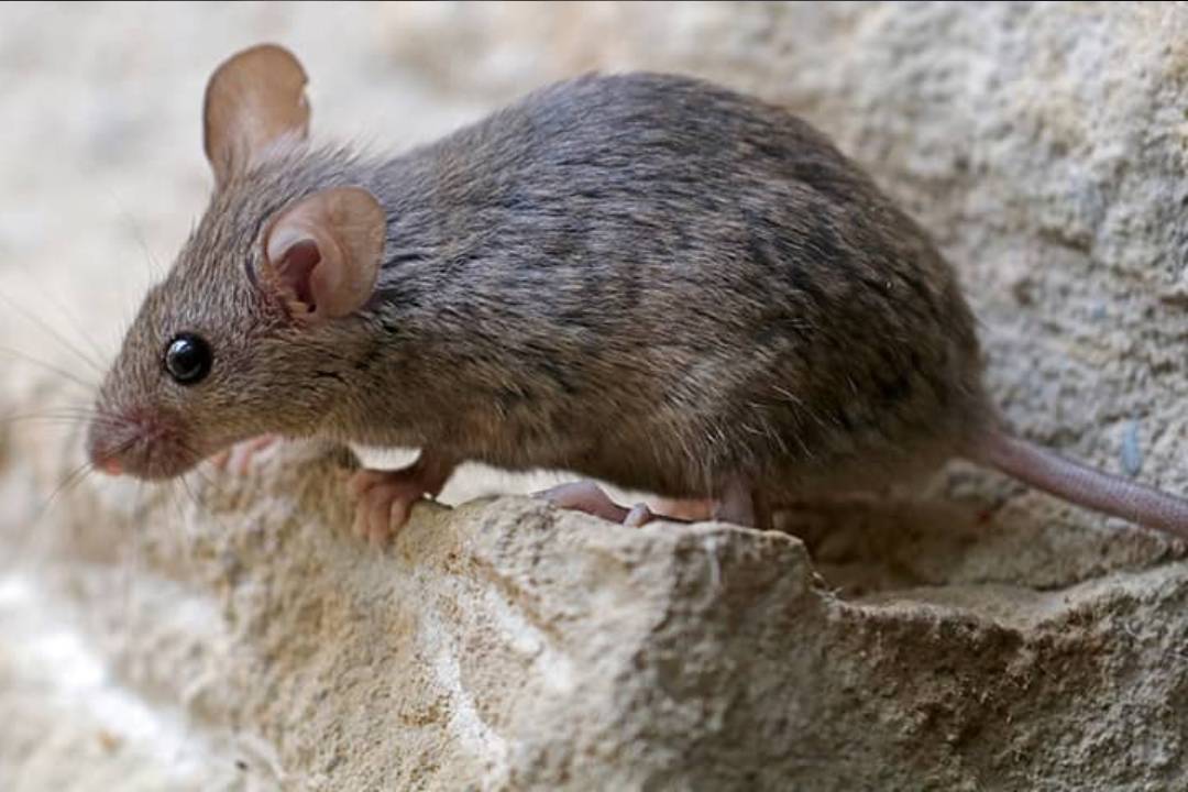 Wat het verschil tussen muizen en ratten? - Pestor