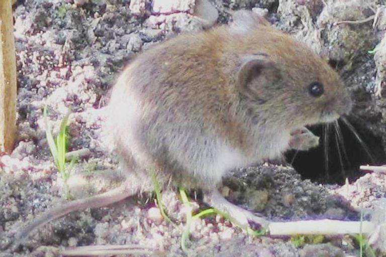 Welke verschillende soorten muizen zijn er? - Pestor