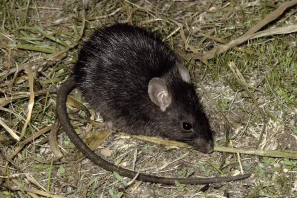 Wat is het verschil tussen muizen en ratten? Pestor
