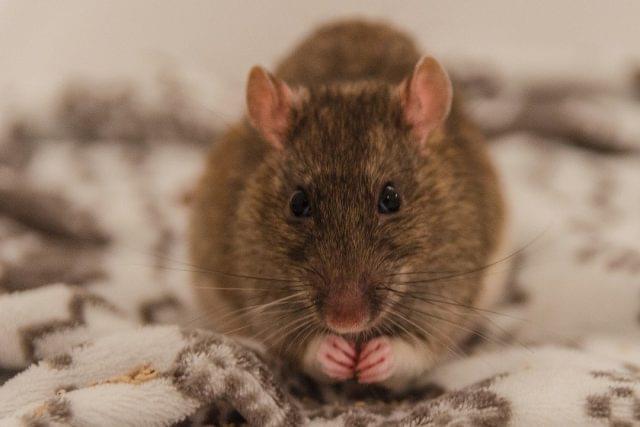 Muizen in huis? Zo vang je ze! - Pestor
