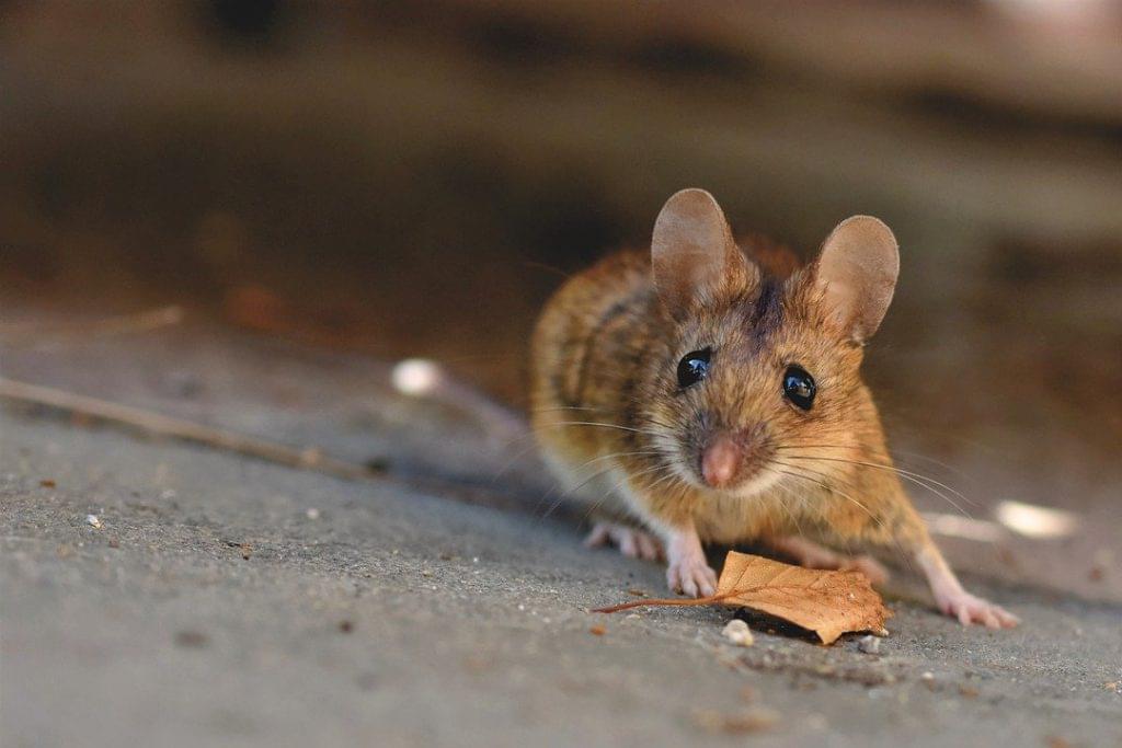 Muizen weren op het balkon? Zo voorkom je een muizenplaag!