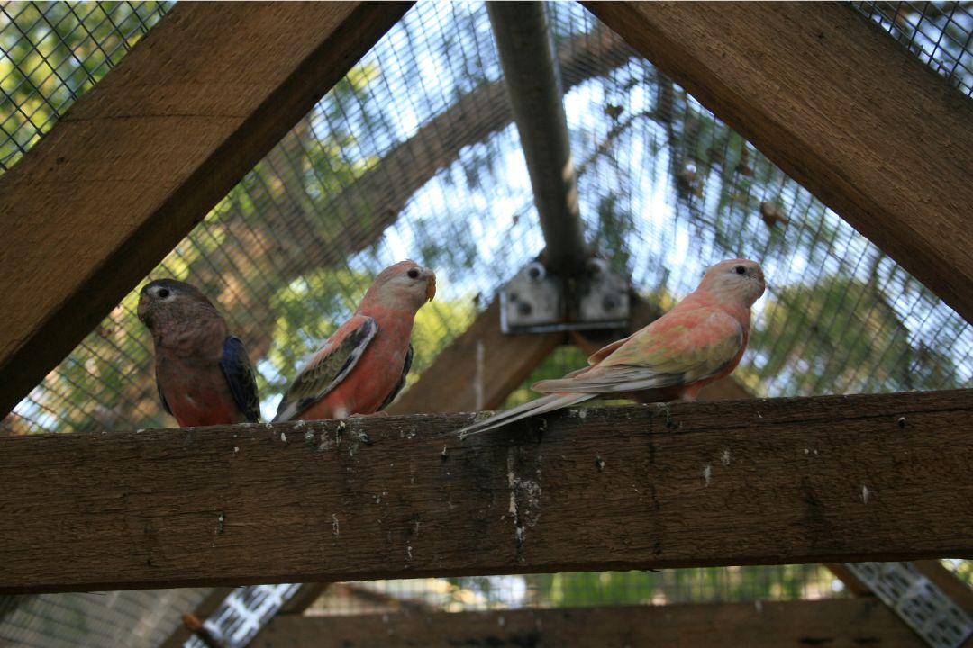 Vogels in voliere