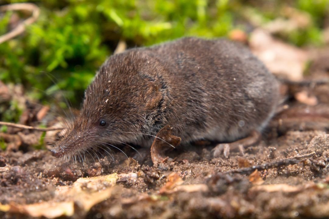 Bosspitsmuis