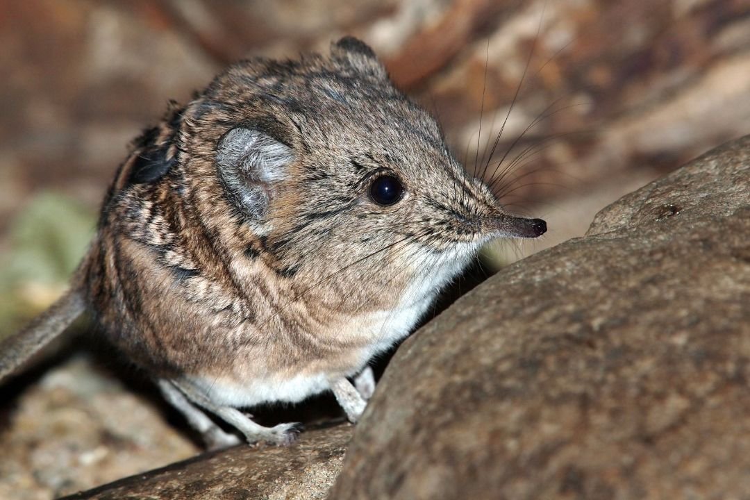 Dwergspitsmuis