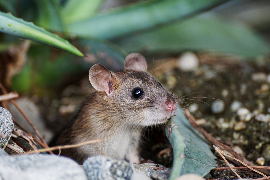 Huismuis in de tuin