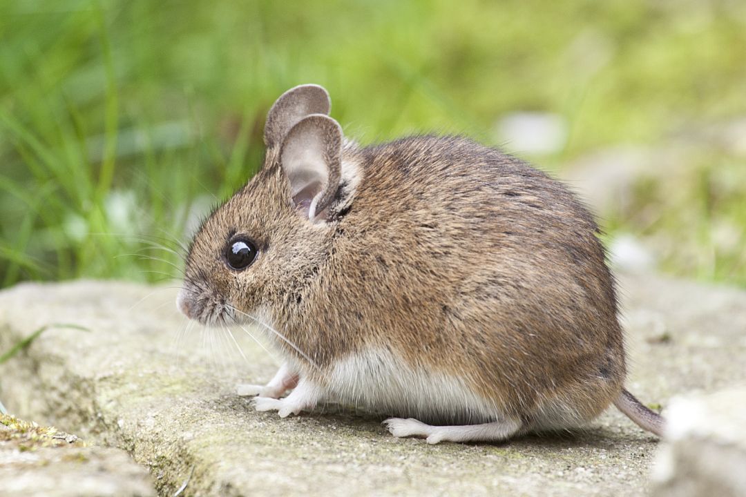 Huismuis op de stoep