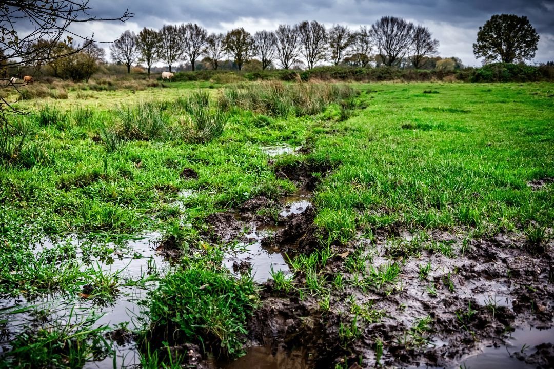 Muizen verdrinken in weiland