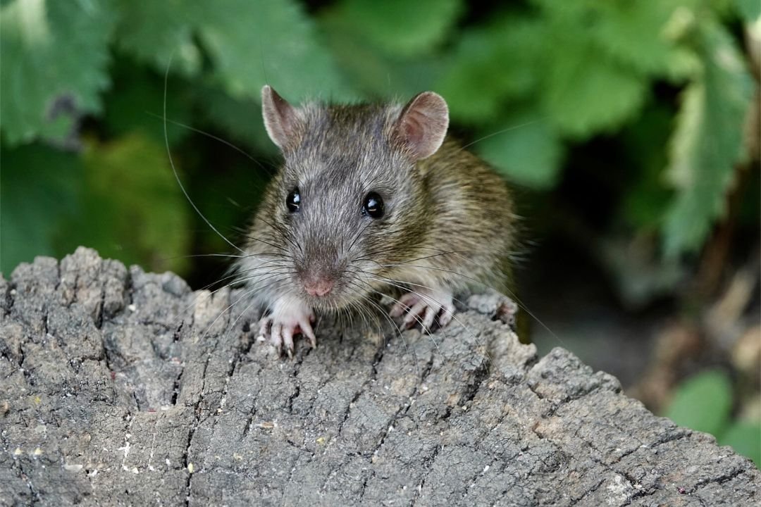 Muis in de tuin