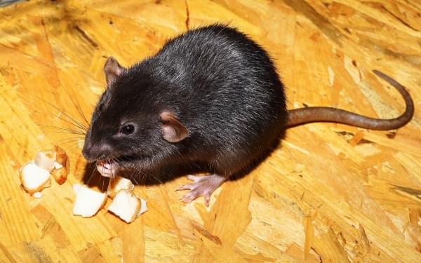 zwarte rat zwarte rat - wat eet een zwarte rat?