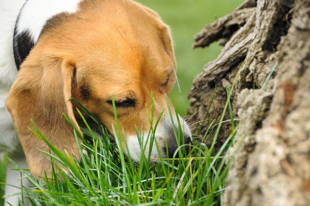 Hond met muizengif