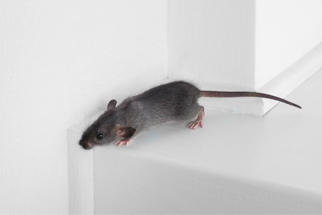 Muis in slaapkamer