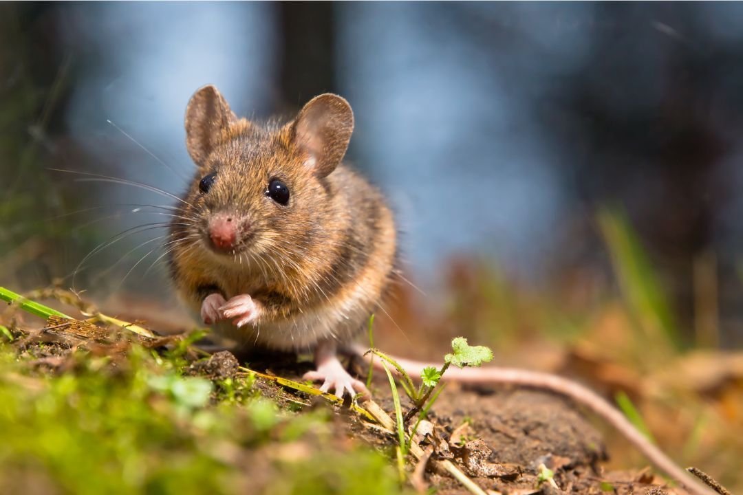 Muis met muizengif