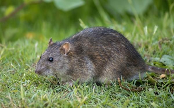 rattenkeutels bruine rat