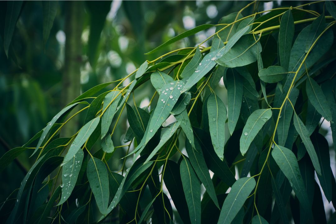 Eucalyptus tegen muizen