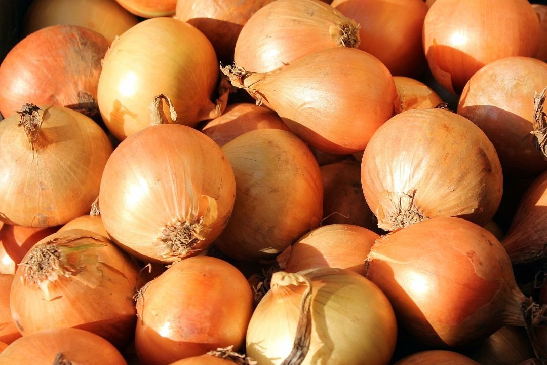 Uien tegen muizen