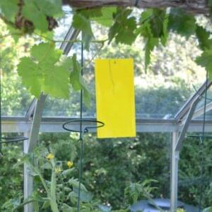 Edialux GreenChoice Gele Lijmplaten