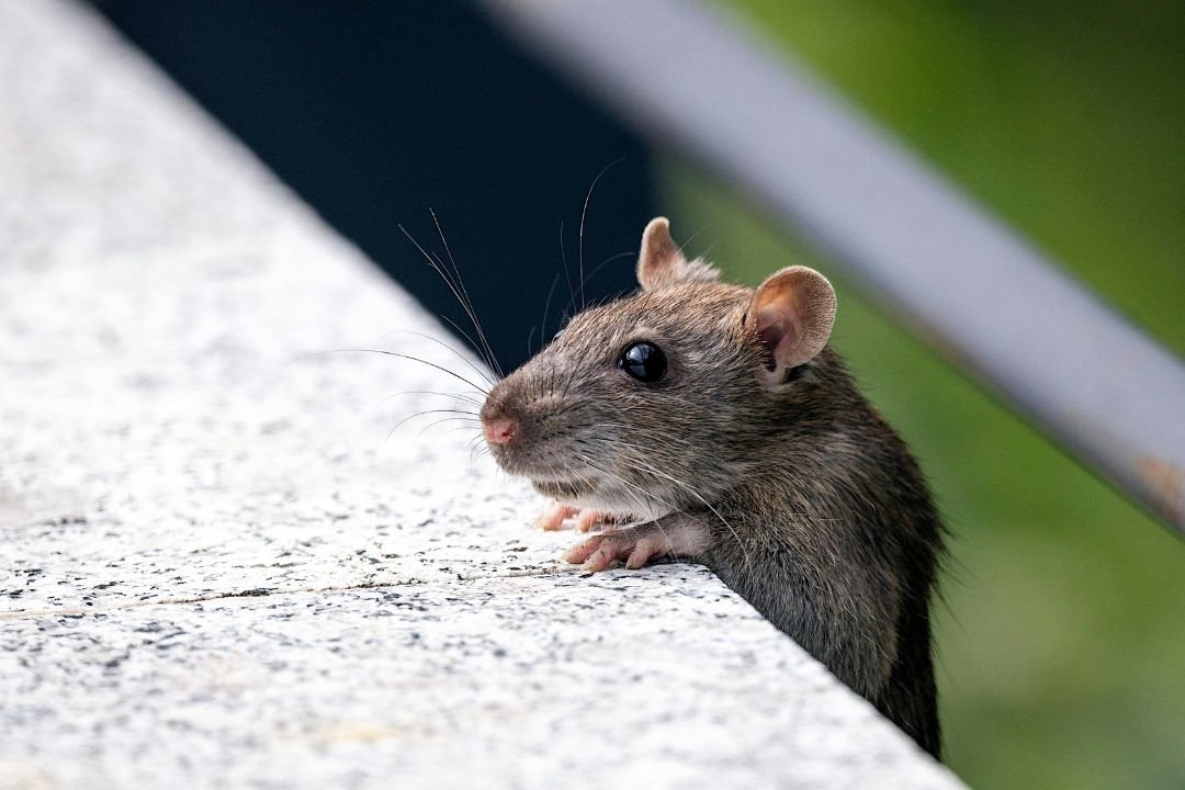 Rat in de stad