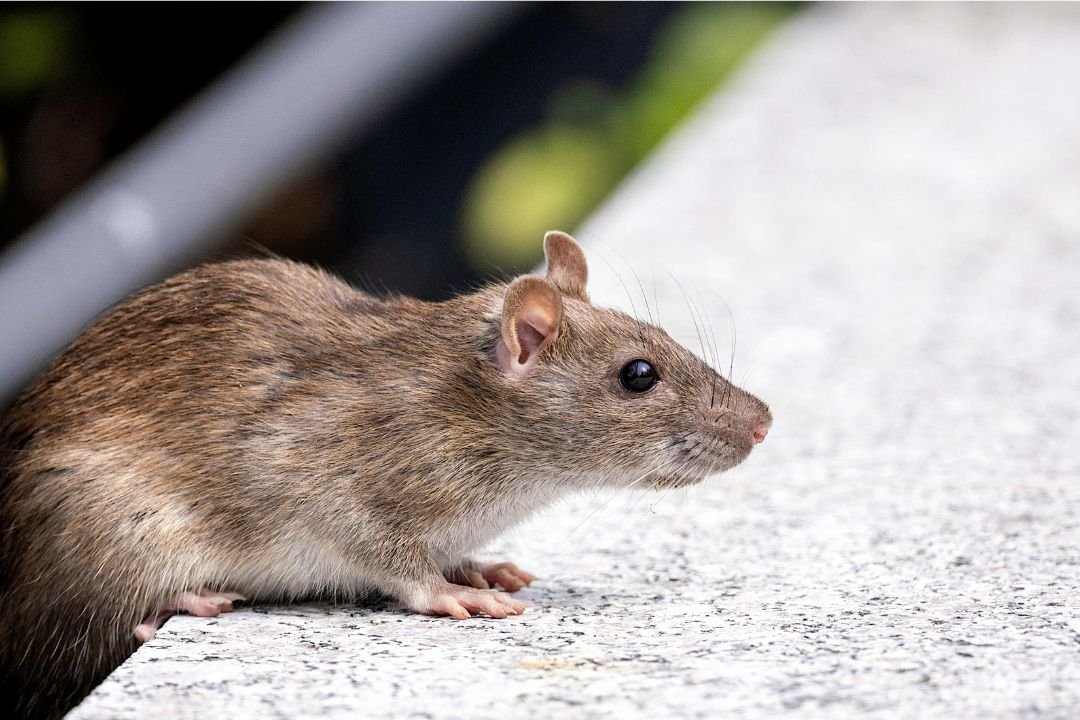 Ratten bestrijden door gemeente