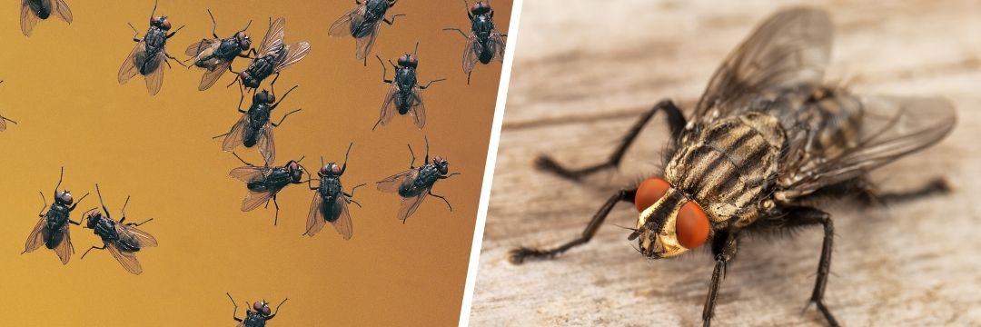 Wat te doen tegen vliegen in huis