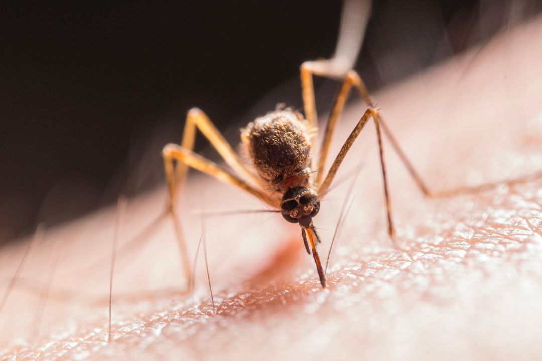 Onbelangrijk Vooruitgang havik Wat kun je doen tegen muggen? - Pestor