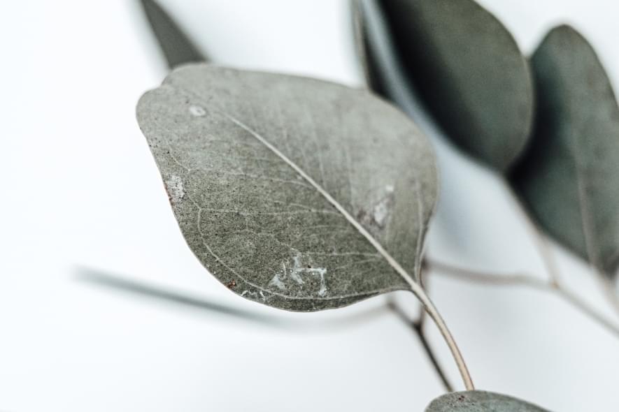 eucalyptus om ratten te verjagen eucalyptus op ratten te verjagen