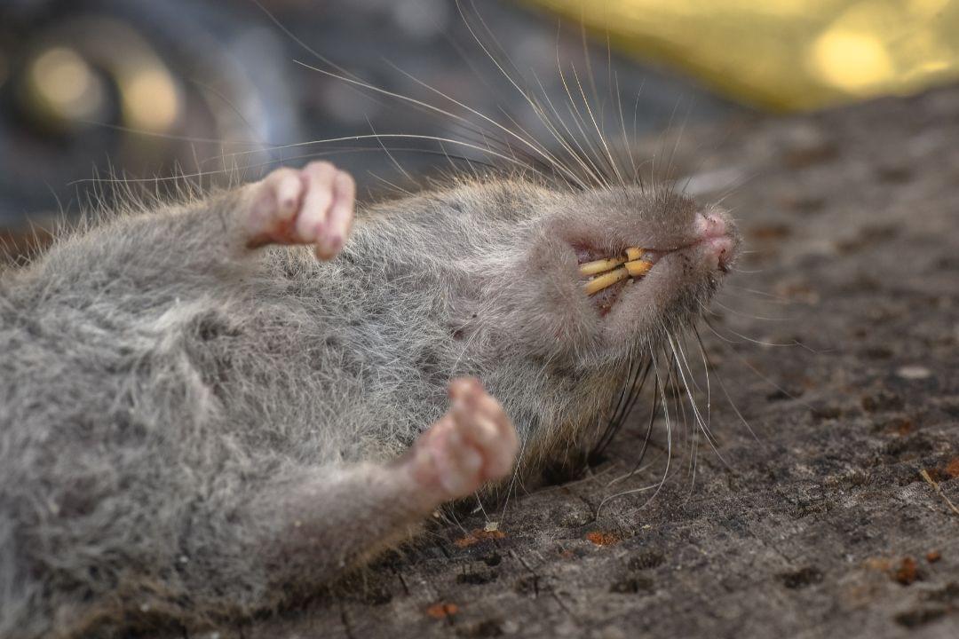 Afgeschoten rat