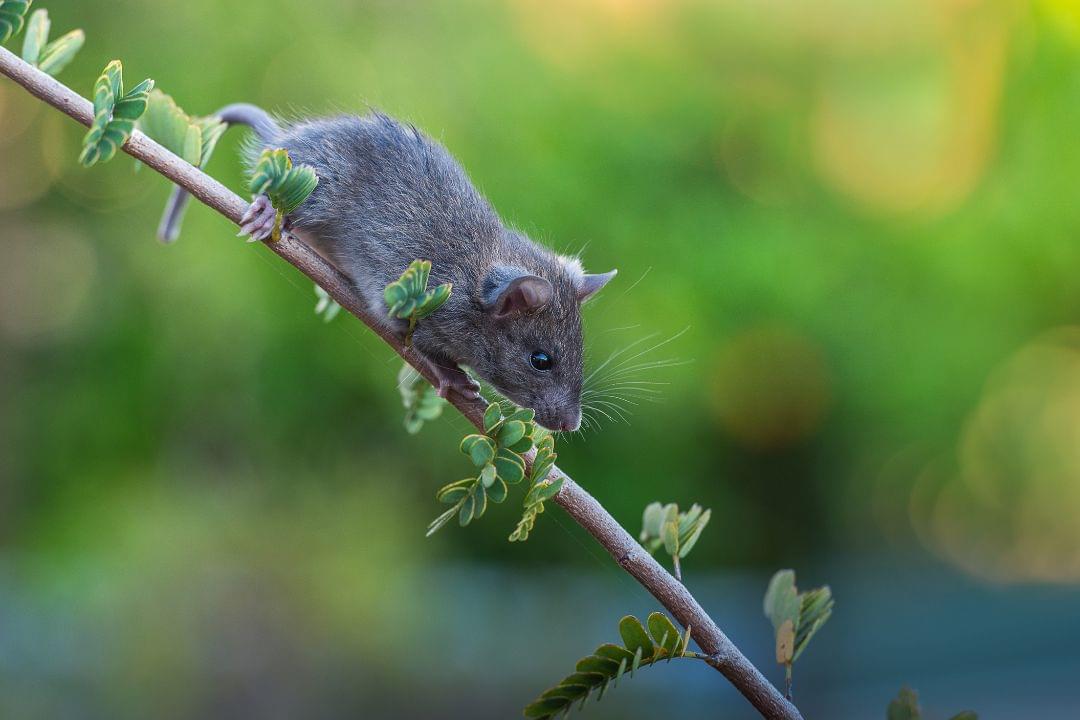 Klimmende rat op een tak