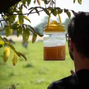 Knock Off Flynip vliegenval met lokstof