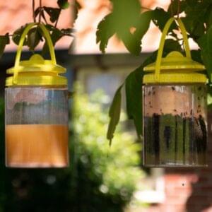 Knock Off Flynip vliegenval met lokstof