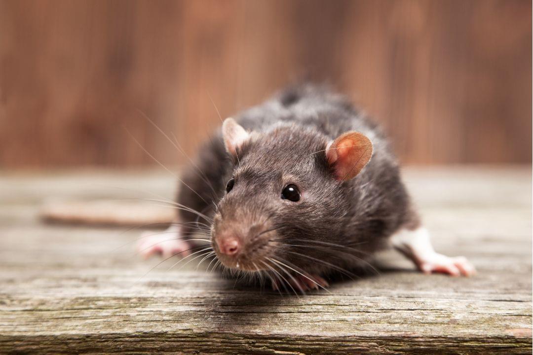 Kunnen ratten klimmen?