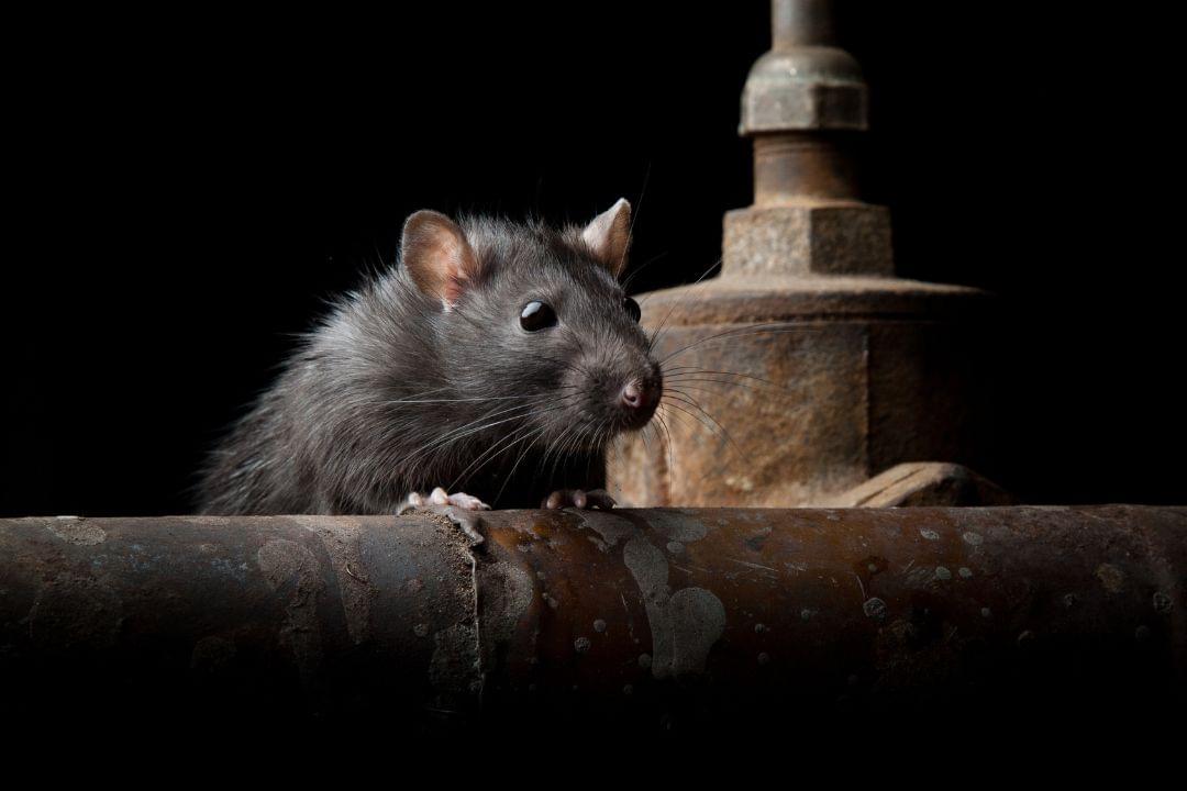 Ratten in de kruipruimte