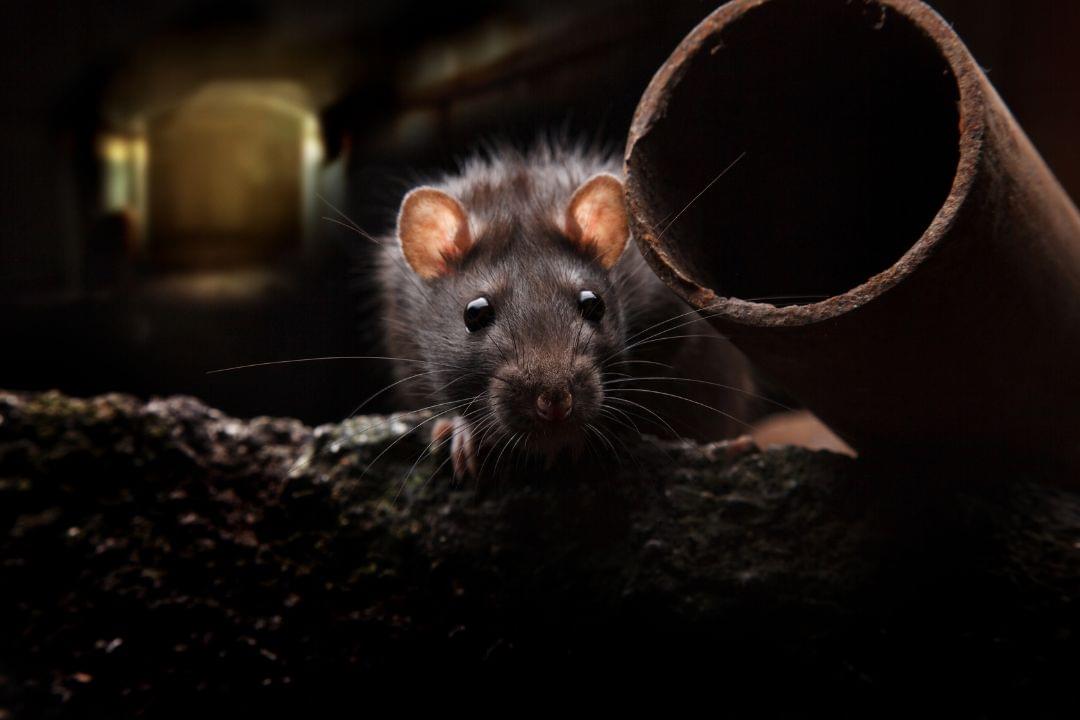 Ratten in het riool