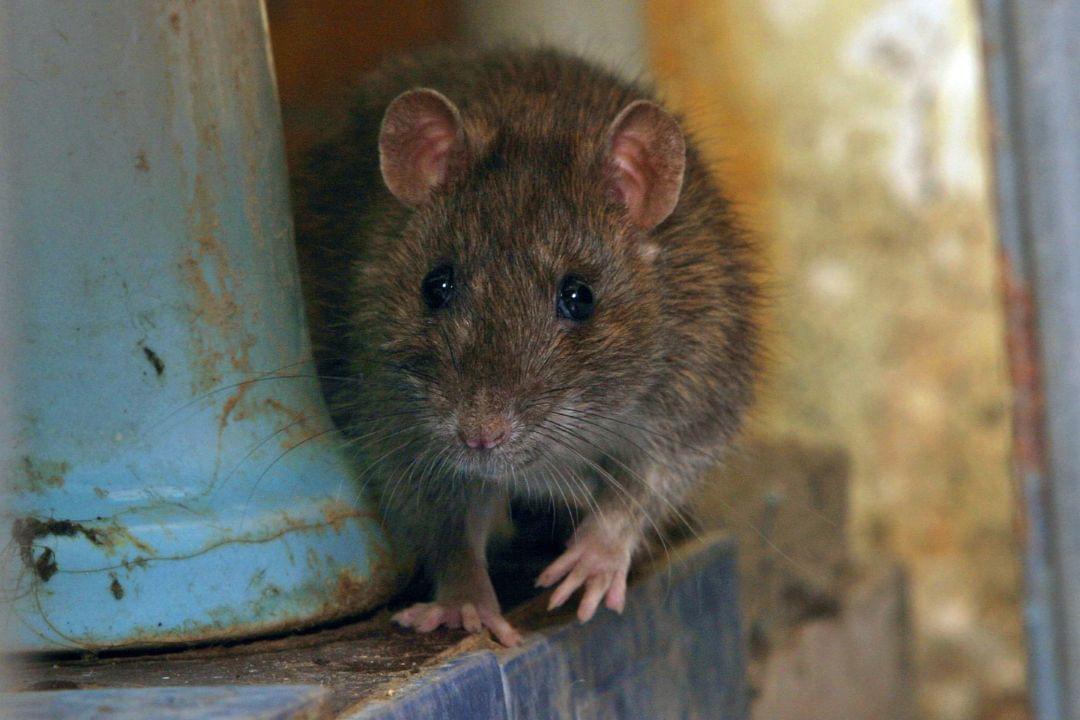 Rat op zolder