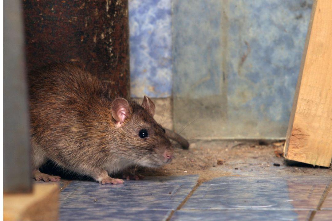 Ratten op zolder bestrijden