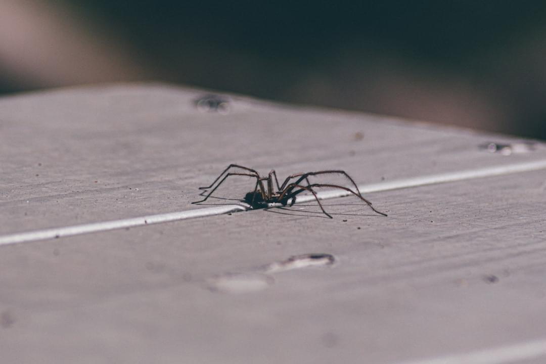 spinnen verjagen met geur Spinnen verjagen met geur