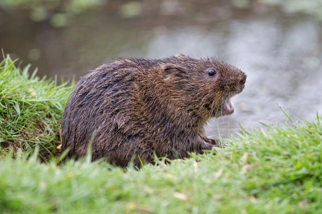 Woelrat Woelrat