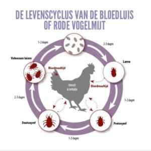BSI MiteStop tegen Bloedluis en mijten