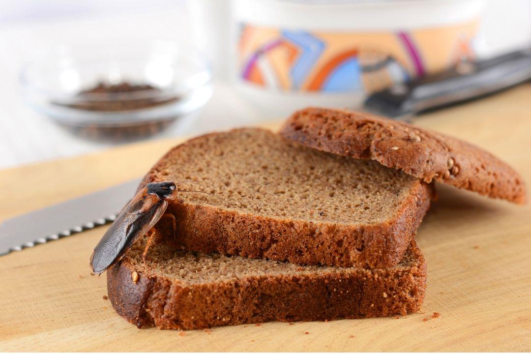 Kakkerlak eet brood