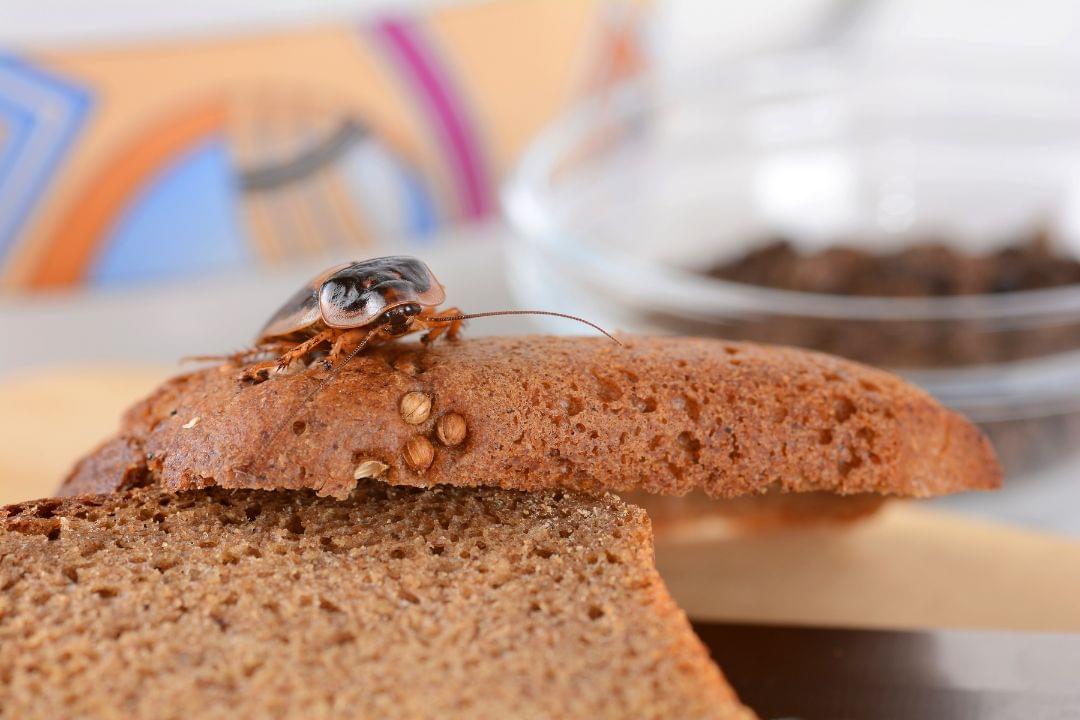 Kakkerlak op brood