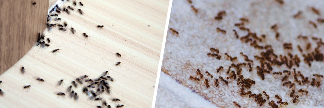 Wat te doen tegen mieren in huis? Wat te doen tegen mieren in huis?