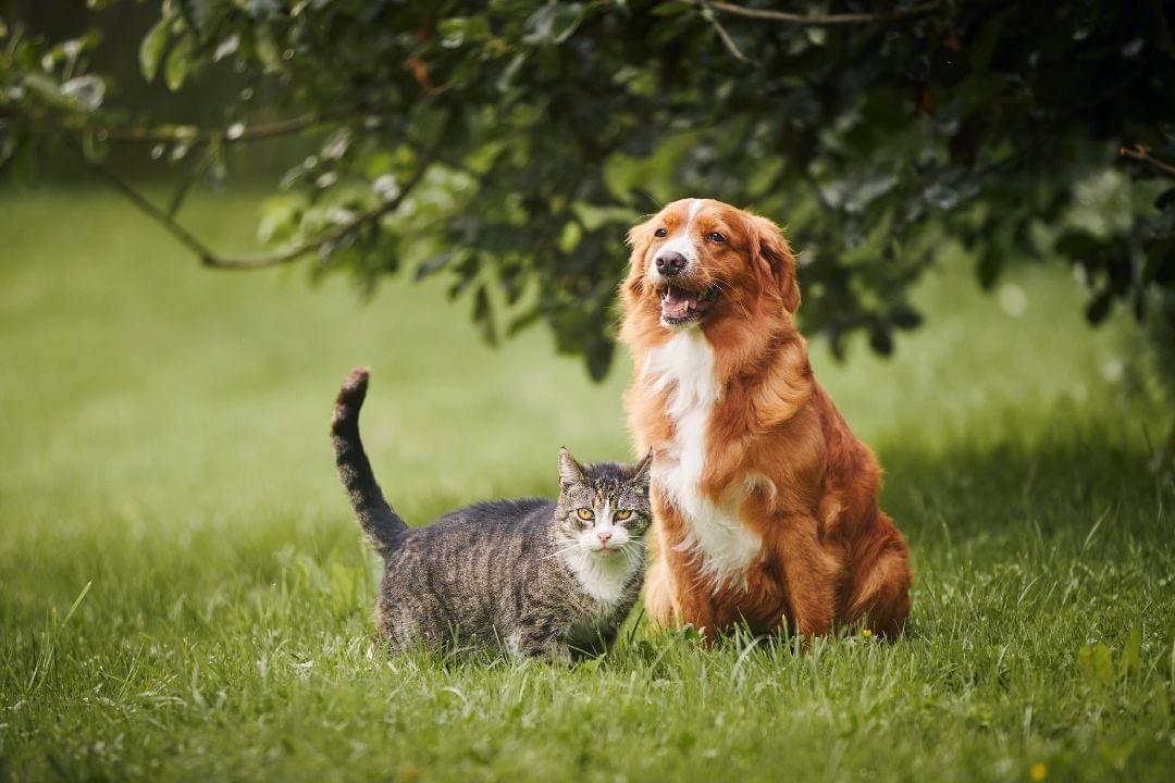 huisdieren tegen mol in de tuin