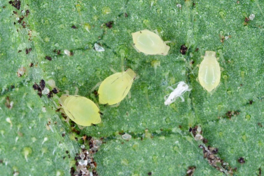 Groene bladluis