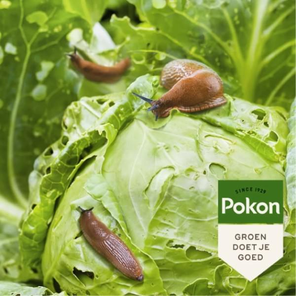 Pokon Bio Tegen Slakken Korrels
