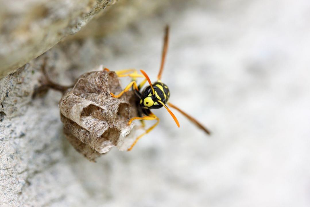Hoe kun je wespen bestrijden in de spouwmuur?