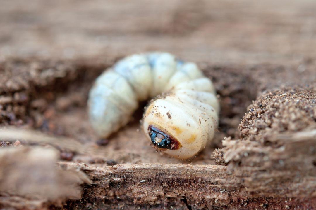 Houtworm bestrijden