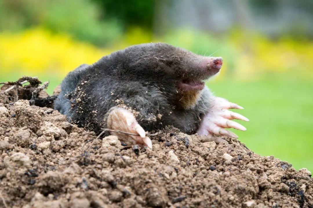 Wanneer komt een mol boven de grond?