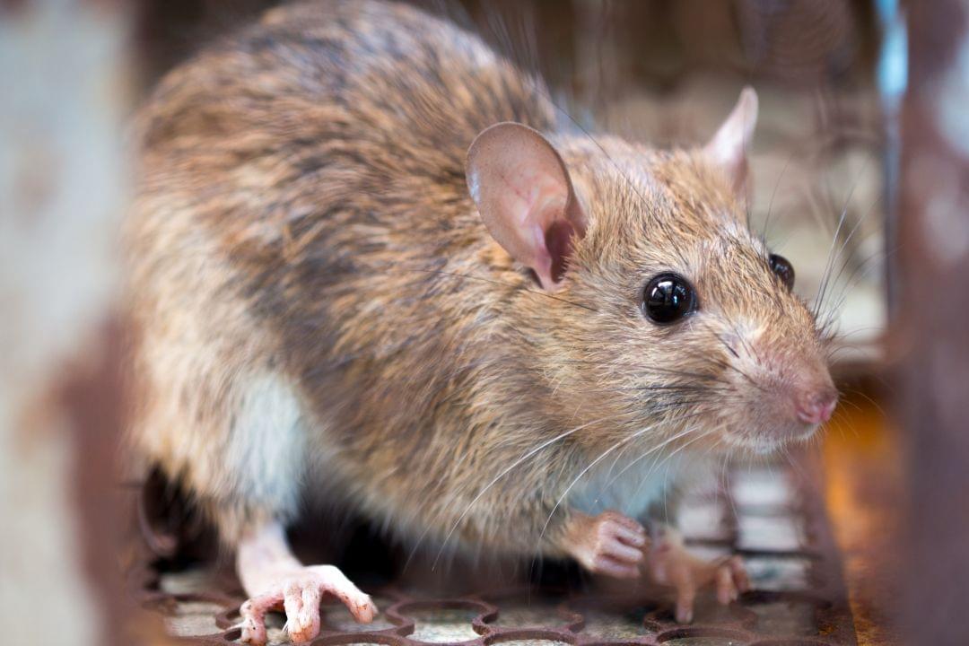Hoe kun je muizen in de voliere bestrijden?