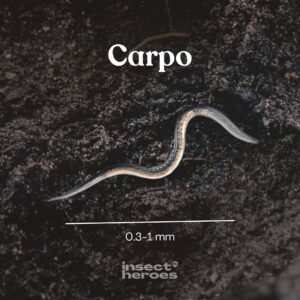 Insect Heroes Carpo - Aaltjes tegen buxusmot